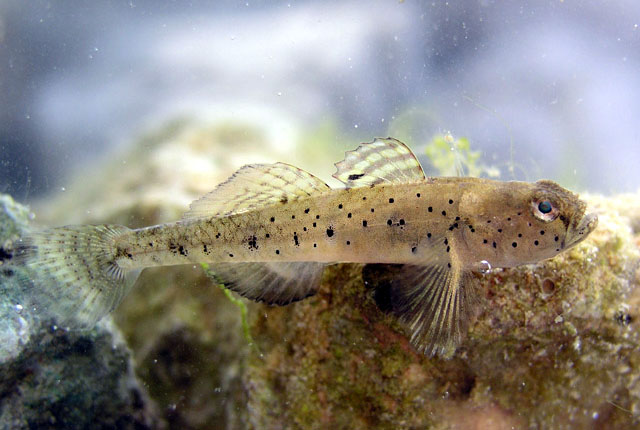 Ninnigobius canestrinii