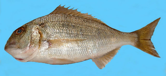 Polysteganus coeruleopunctatus