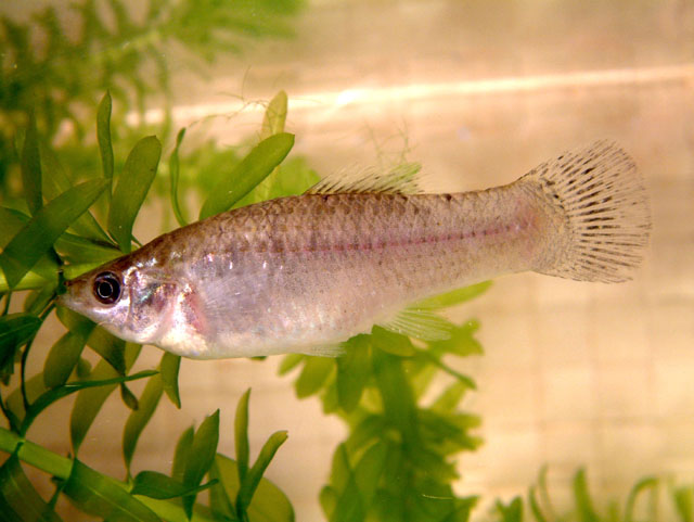 Poecilia formosa