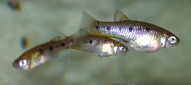 Poeciliopsis gracilis