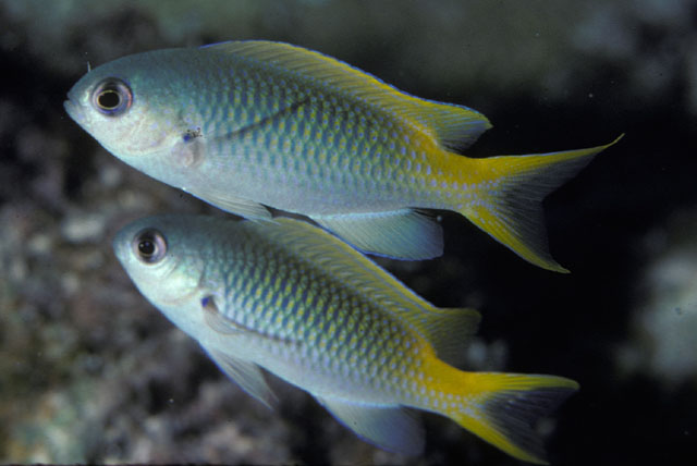 Pomachromis guamensis