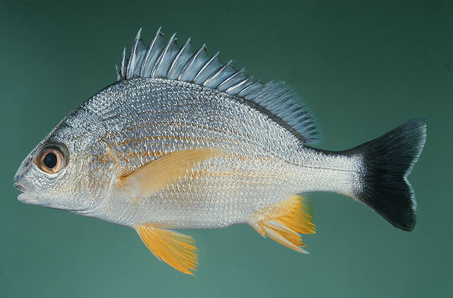 Pomadasys guoraca