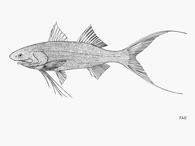 Leptomelanosoma indicum