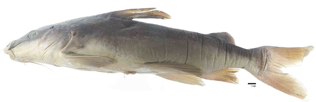 Potamarius izabalensis