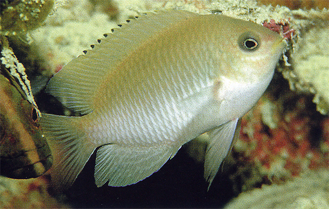 Pomacentrus javanicus