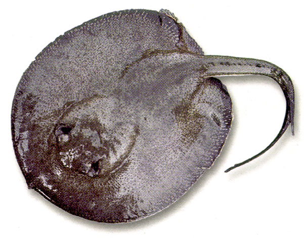 Potamotrygon magdalenae