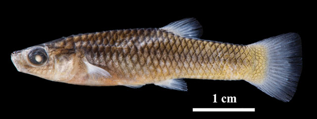 Poecilia mandibularis