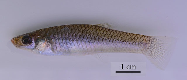 Poecilia mandibularis