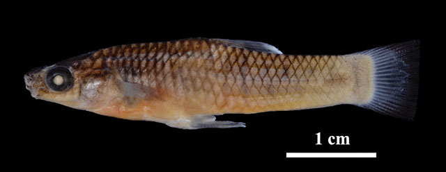 Poecilia mandibularis