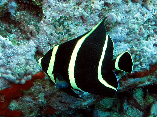 Pomacanthus paru