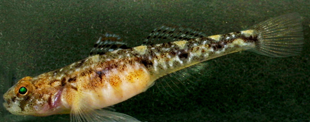 Pomatoschistus pictus