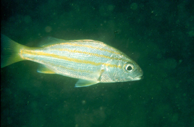 Pomadasys quadrilineatus