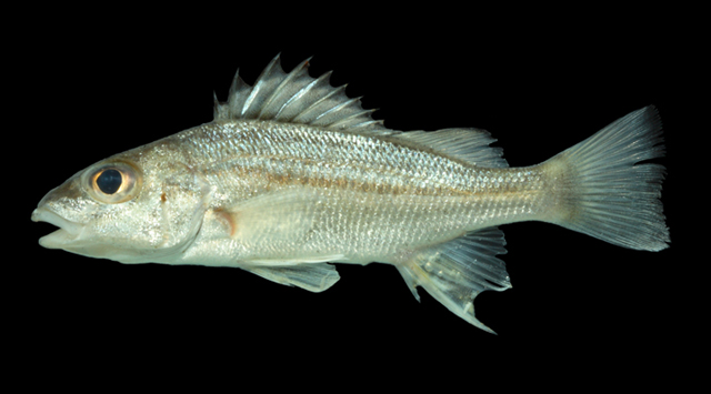 Pomadasys ramosus