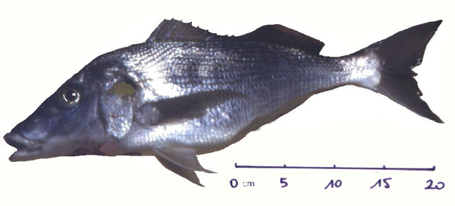 Pomadasys rogerii