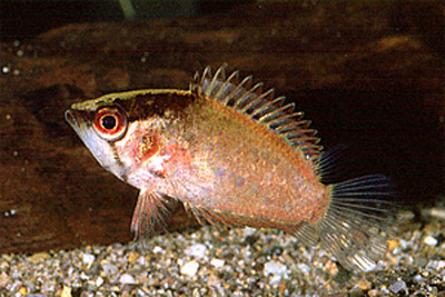 Polycentrus schomburgkii