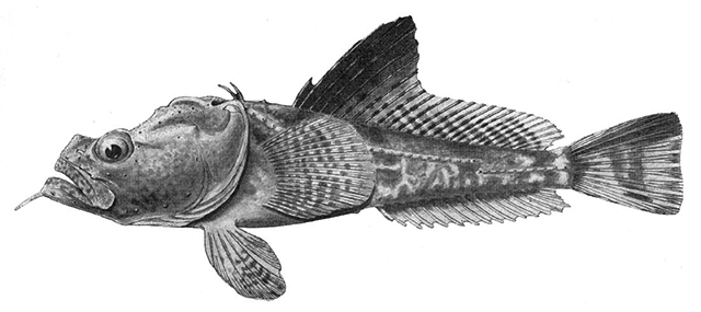 Pogonophryne scotti