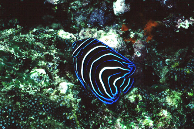 Pomacanthus semicirculatus