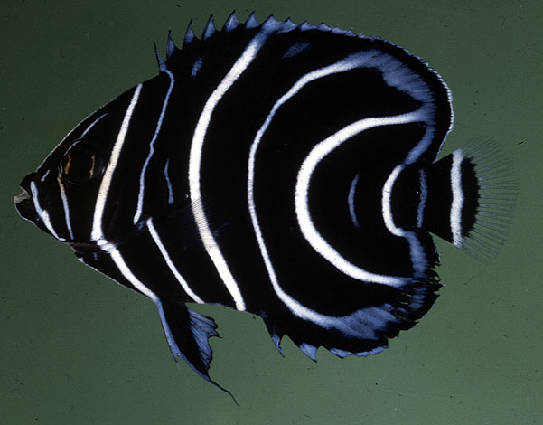 Pomacanthus semicirculatus