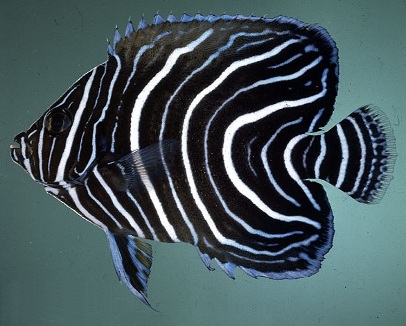 Pomacanthus semicirculatus