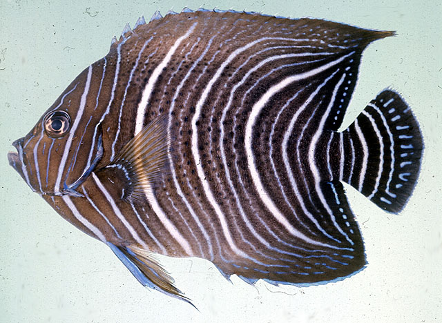 Pomacanthus semicirculatus