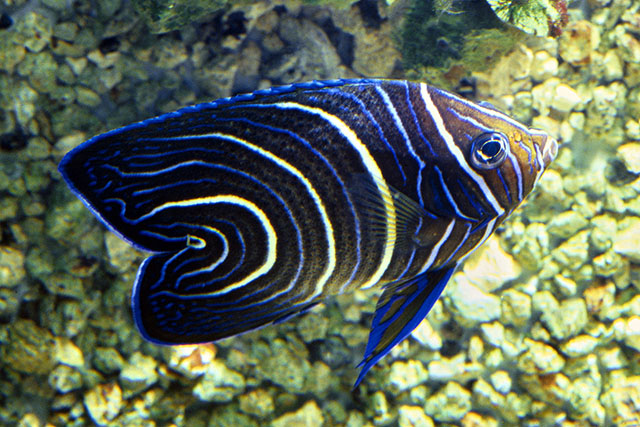 Pomacanthus semicirculatus