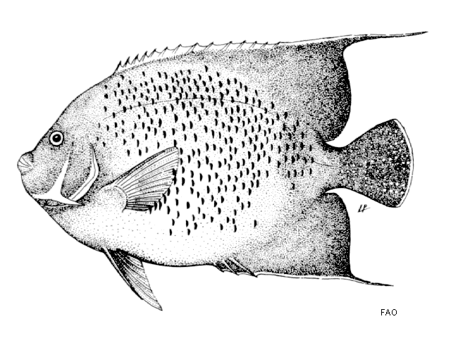 Pomacanthus semicirculatus