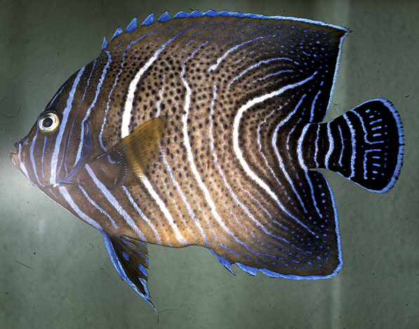 Pomacanthus semicirculatus