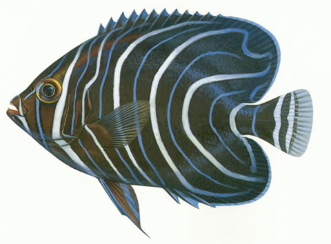 Pomacanthus semicirculatus