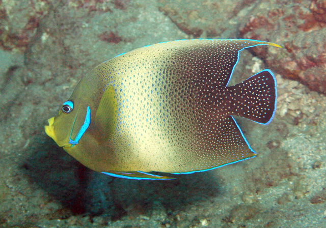 Pomacanthus semicirculatus