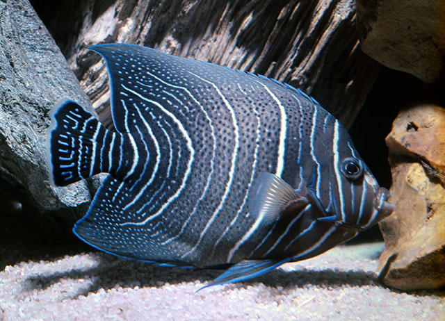 Pomacanthus semicirculatus