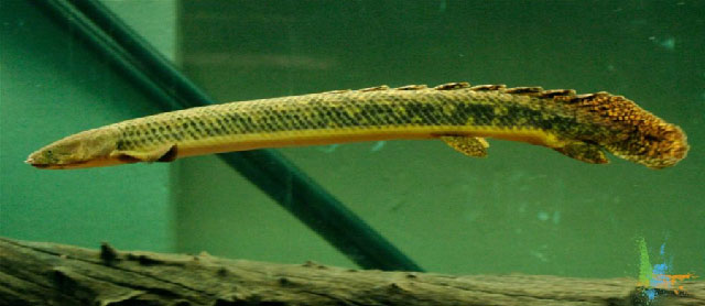 Polypterus teugelsi