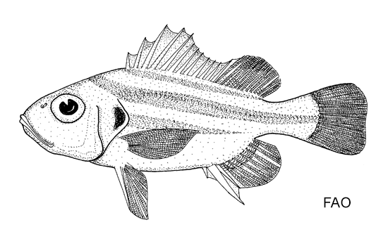 Pomadasys trifasciatus