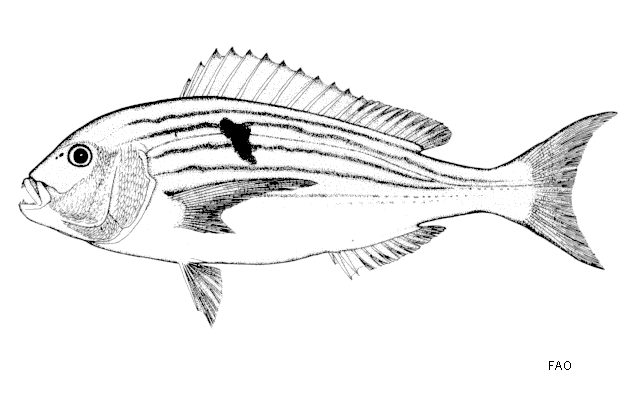 Polysteganus undulosus