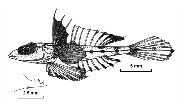 Protogrammus antipodus