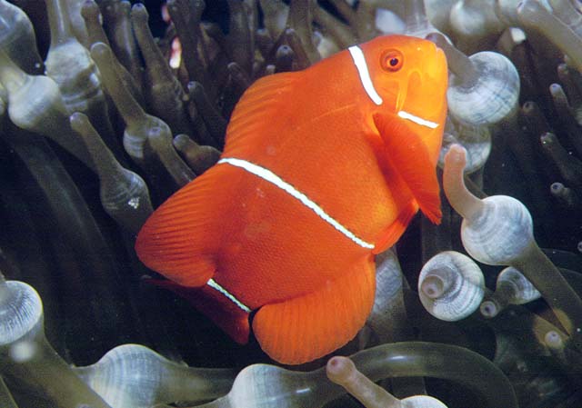 Amphiprion biaculeatus