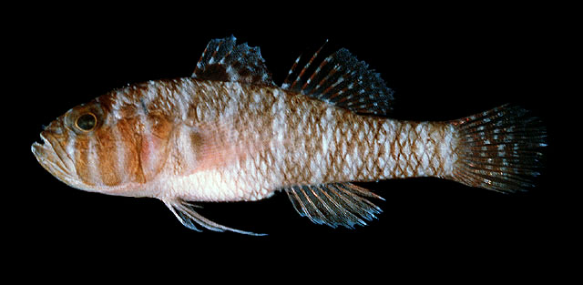 Priolepis randalli