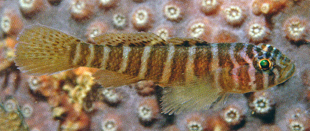 Priolepis cincta