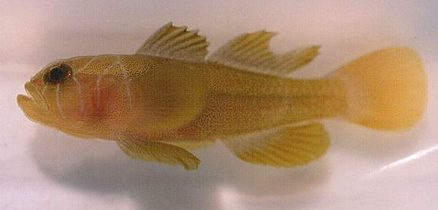 Priolepis farcimen