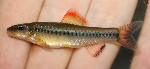 Prolabeops melanhypopterus
