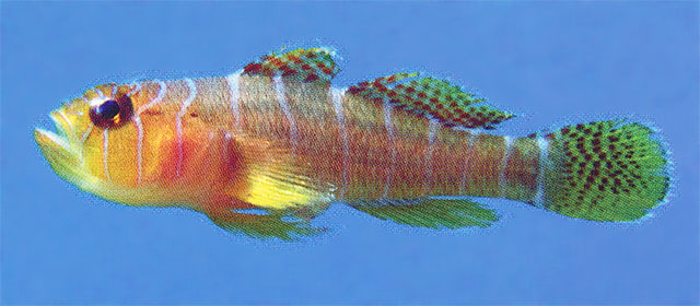 Priolepis profunda