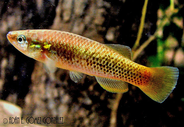 Profundulus punctatus