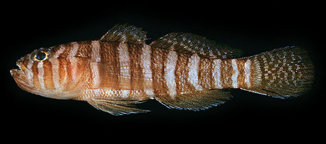 Priolepis squamogena