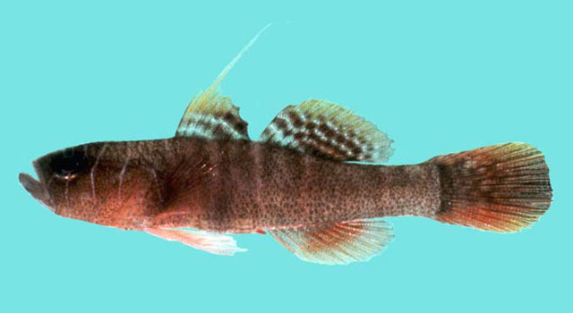 Priolepis sticta