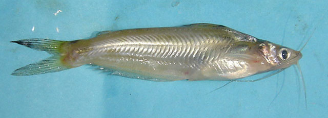 Pachypterus atherinoides