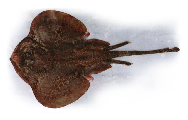 Psammobatis bergi
