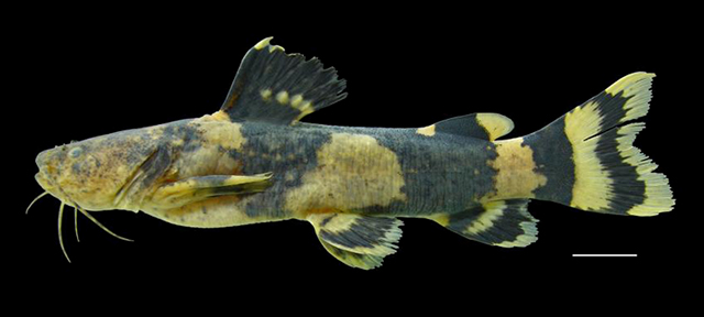 Pseudopimelodus bufonius