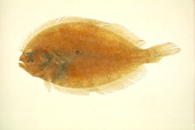 Pseudorhombus cinnamoneus