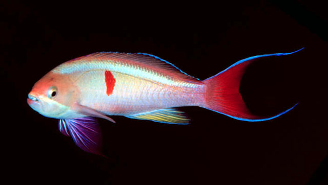 Pseudanthias cooperi