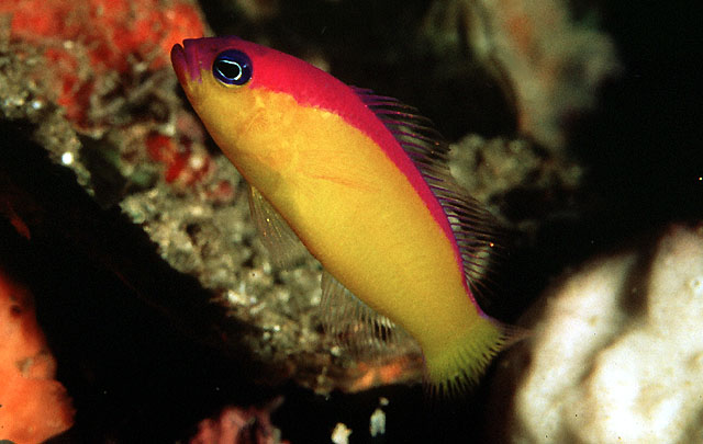 Pictichromis diadema