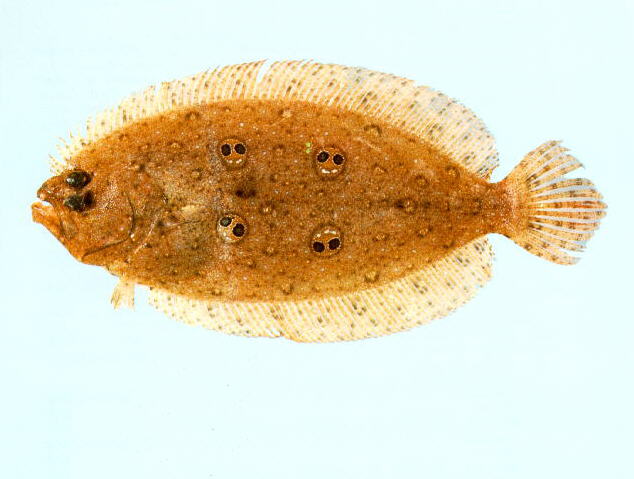 Pseudorhombus diplospilus